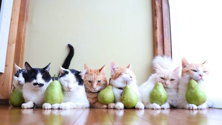 バートレット梨のせ猫　221020