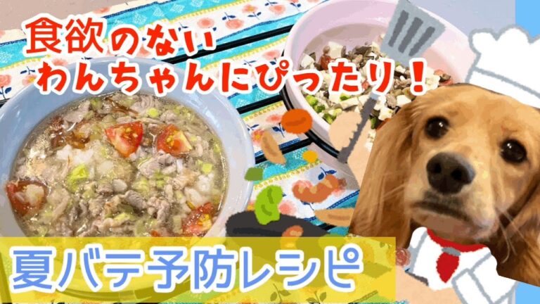 夏バテ予防！食欲のないわんちゃんにぴったりな簡単に作れるレシピをご紹介します🐾モカの気持ちNo.90