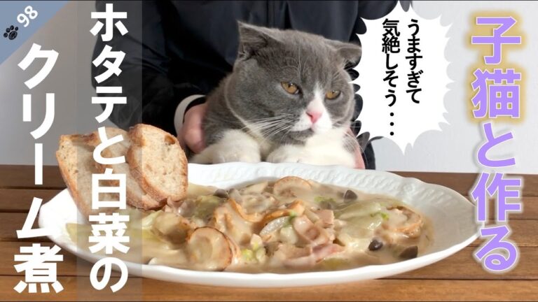 【第98話】短足マンチカンの子猫と作る《白菜とホタテのクリーム煮》