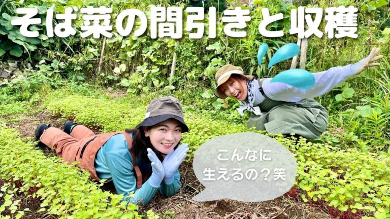 【畑女子】 蕎麦菜 の間引き や 秋茄子 の収穫 【家庭菜園】