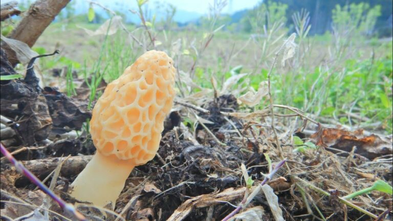 【きのこ採り】2021年 黄金色のモリーユ（アミガサタケ、morel）