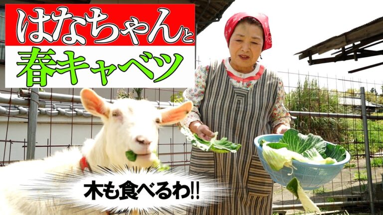 【春キャベツが大好物】ヤギのはなちゃんはビワの木も食べる！？