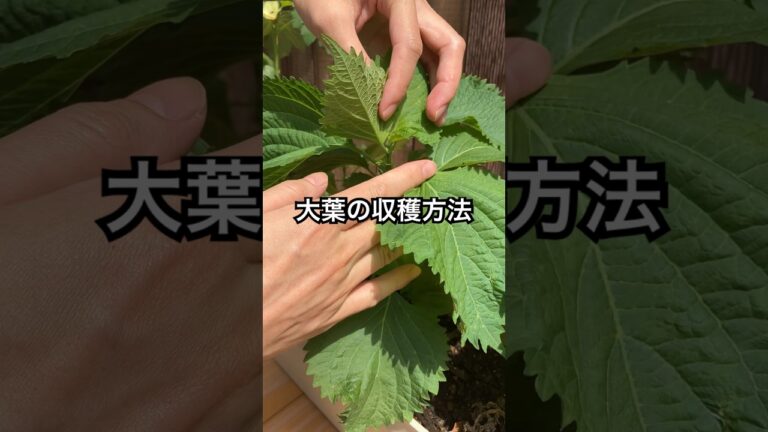 【大葉の収穫方法】収穫方法を間違ってますよ！#shorts #青じそ #大葉 #しそ #家庭菜園 #ベランダ菜園