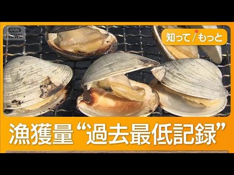ハマグリのような味わい「江戸前の新名物」ピンチ　ホンビノス貝、漁獲量10分の1以下【グッド！モーニング】【知ってもっと】(2025年8月4日)