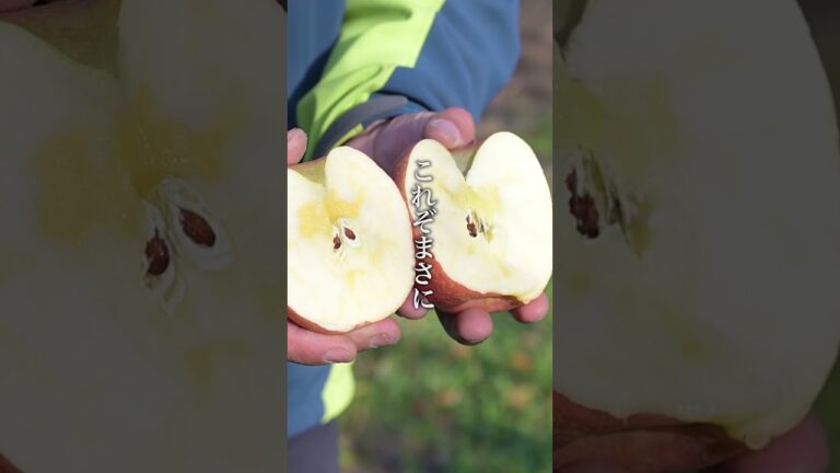 青森りんごの旬を味わう！収穫最終日の完熟りんご「THE LAST DAY」