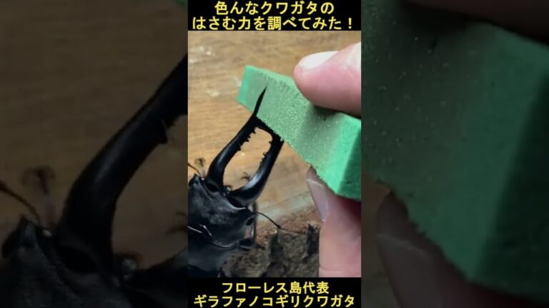 いろんなクワガタのはさむ力を検証してみた！ #short