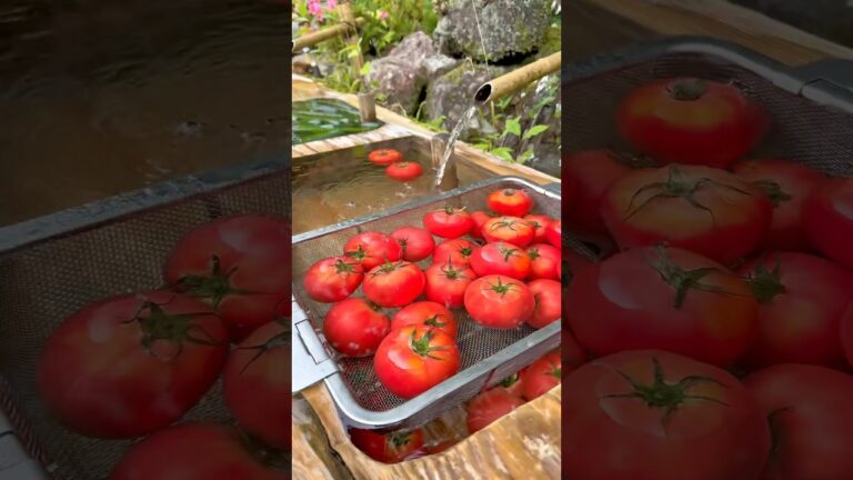 山水で冷えた夏に食べたい流しそうめん&夏野菜🍅🥒【岐阜 不動滝 ひろづき】