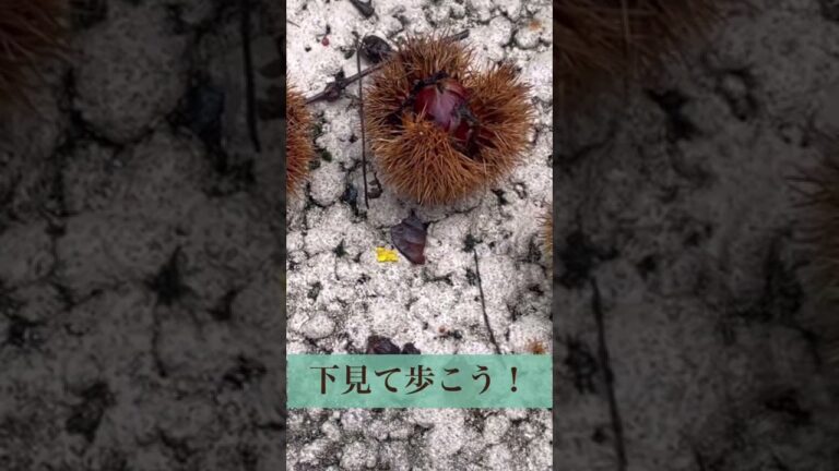 栗の季節到来！ウメの栗仕事モンブラン見てね^_^