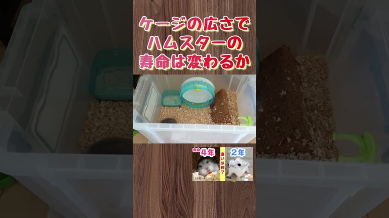 4年生きたハムスターと2年生きたハムスターの違い ① #ハムスター #飼い方 #かわいい