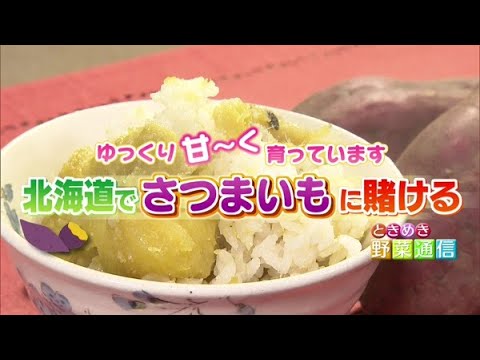 ときめき野菜通信〜ゆっくり甘く育っています！北海道でさつまいもに賭ける【どさんこワイド179】2022.11.29放送