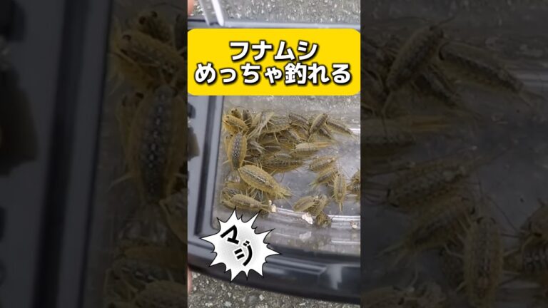 フナムシで釣りをしたら！マジ釣れるエサだった！が！気持ち悪いぞー