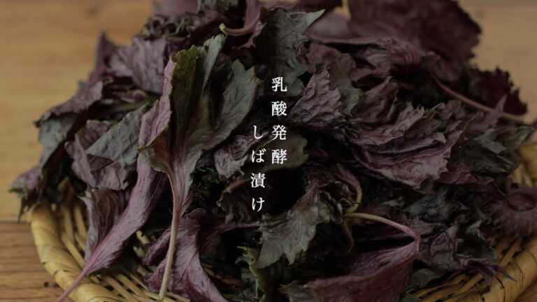 乳酸発酵『しば漬け』𖡡𖥧𖤣 赤紫蘇、最初にアク抜きしないのがポイントです