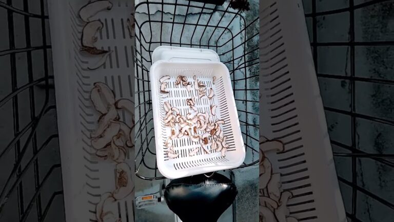 生椎茸を干して干し椎茸を作る予定ですね。天日干しですね。ちらし寿司🍣に使う予定ですね。