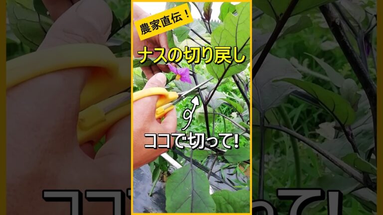 【ナス】なが～くたくさん収穫するための切り戻しの方法【有機農家直伝！無農薬で育てる家庭菜園】　23/7/9　#shorts