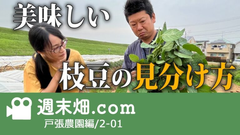 うま味が増す枝豆収穫のタイミングとは | きゅっとしまった"くびれ"に注目 | 戸張農園01