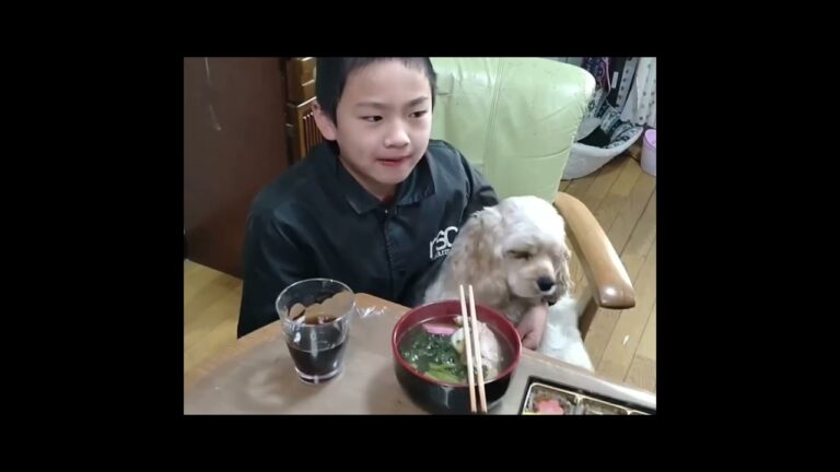 おは新春亮翔🐯🥊博多出身のひいばあちゃんからバァバが引き継いだ博多風の雑煮🎍おせちも食べよう😋😋😋　#中武亮翔 #北九州 #キッズボクサー #shorts #雑煮 #ボクシング