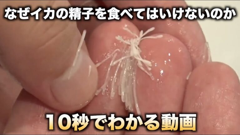 なぜイカの精子は食べてはいけないのか10秒でわかる動画　#shorts