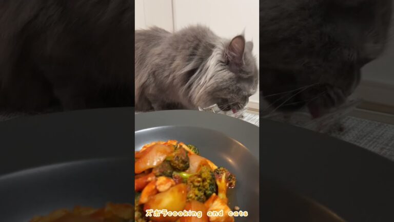 ブロッコリーと鶏ムネ肉のトマト煮込みwith cats