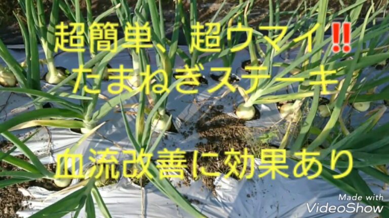 血流改善 たまねぎステーキ