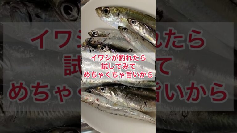 『イワシ』が釣れたら作ってみて、めちゃくちゃ旨いから