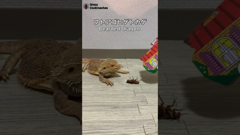 クレイジーゴキブリ駆除