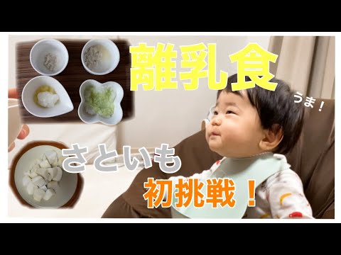 【もぐもぐ期】離乳食作り　さといも編【離乳食日記】