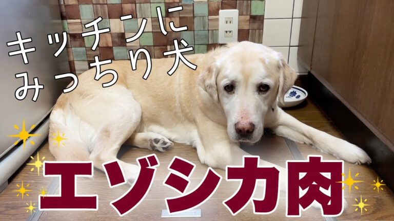 ゴロゴロ肉いっぱい！エゾシカ肉のトマト煮込み | 犬に手作りごはん