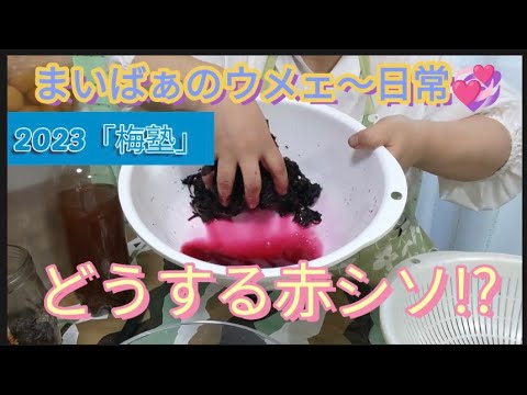 2023「梅塾」どうする赤シソ!?