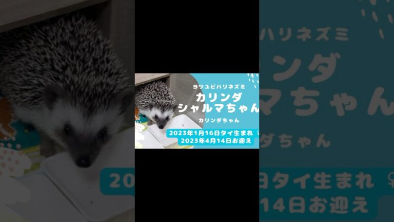 8月13日ダイエット日記