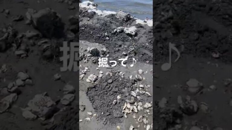 【江戸川放水路】アサリ大量ゲット😆2時間ほどで大満足の取れ高でした