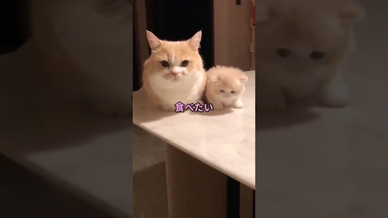 【泣ける話】ツナマヨのおにぎり