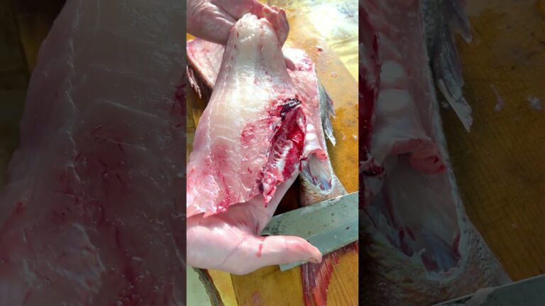 天然鯛をさばいてゆく #shorts