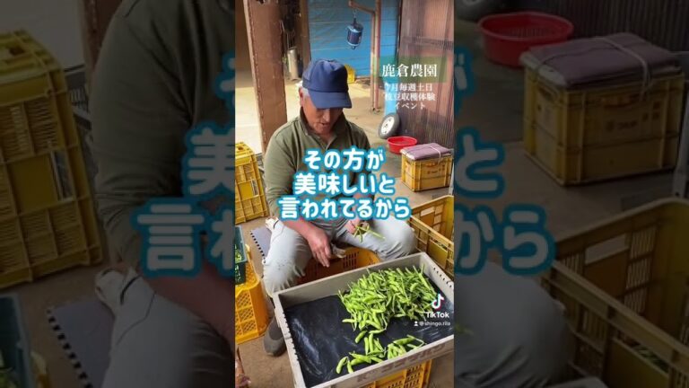 【枝豆を枝付きで販売する理由】7月は毎週土日【枝豆収穫体験イベント】#豆といえば千葉県 #鹿倉農園@shikakura_nouen #枝豆#edamame  #枝豆収穫体験 #農業 #農ライフ