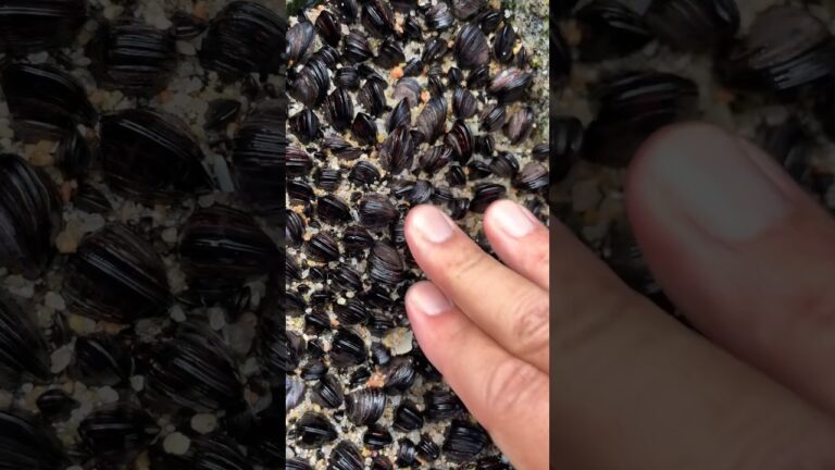 リアルしじみ汁の作り方