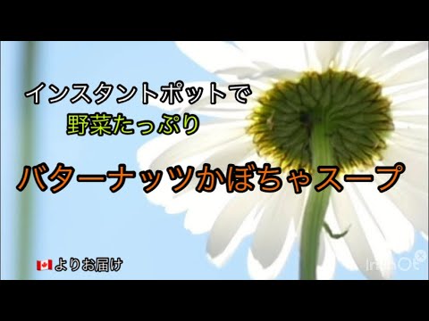 【超簡単バターナッツかぼちゃのスープ】カナダより時短レシピ｜余り物野菜もたっぷり投入｜圧力機能ですばやくできる！｜インスタントポットや圧力鍋を使おう｜