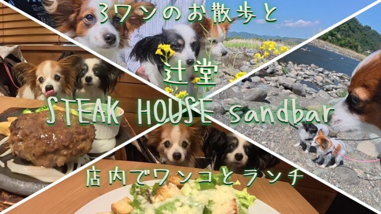 3ワンと辻堂にハンバーグ食べに行くの巻。店内でランチ。そして、川の散歩デビューした5月のまちまる。