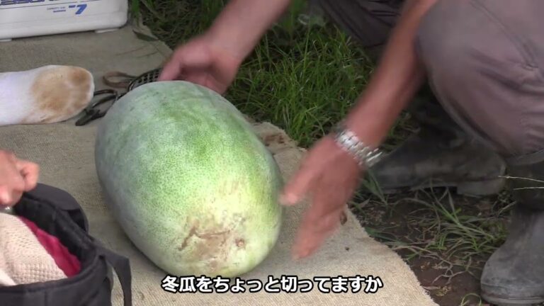 2022冬瓜の収穫など