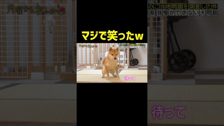 我慢できない犬が面白すぎたw#月曜から夜ふかし #神回