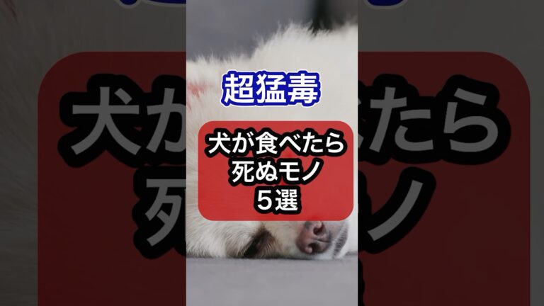 超猛毒！犬が食べたら死ぬモノを獣医師が解説 #犬のいる生活 #犬 #いぬ #犬のいる暮らし
