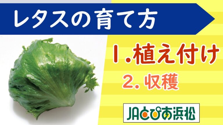 【家庭菜園】レタス１.植え付け