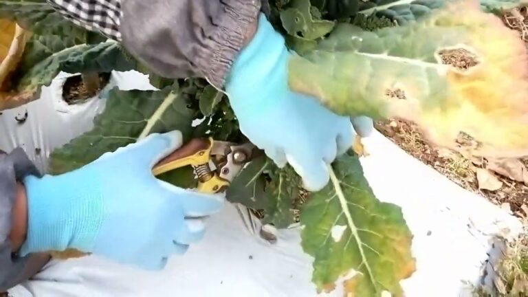 アレッタの収穫