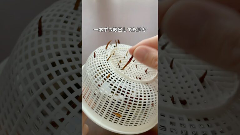 【これが常識？！ひじきの戻し方】#ライフハック#家事ラク#暮らしのアイディア #ひじき