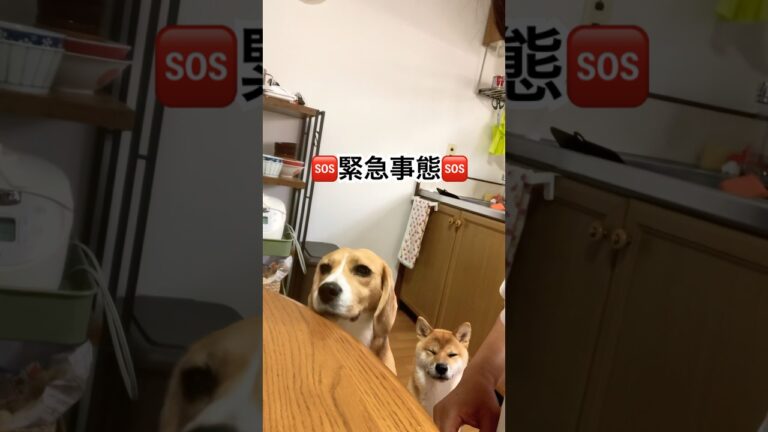 きゅうりとゴーヤの佃煮作ったら緊急事態に発展⁉️