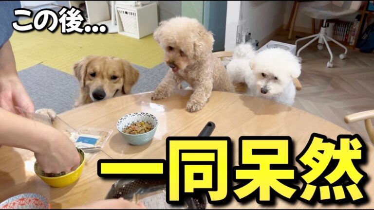 【一同呆然】温厚な犬が我を忘れてとんでもない行動に...笑