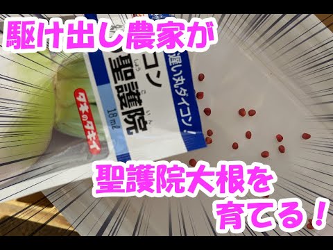 駆け出し農家が「冬どり聖護院(しし)」を育ててみた　～種まきから収穫まで～