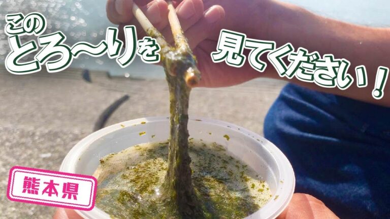 【熊本県】【ご飯との相性抜群】朝ごはんにピッタリ「アカモクとろろ」