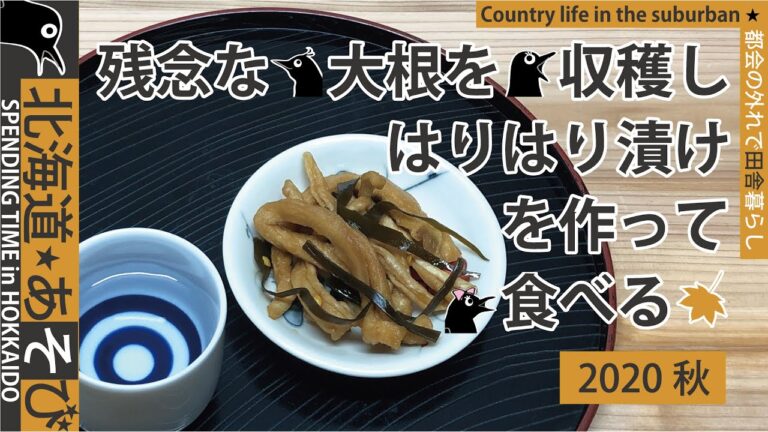 大根を収穫し割り干しにし、はりはり漬けを作る