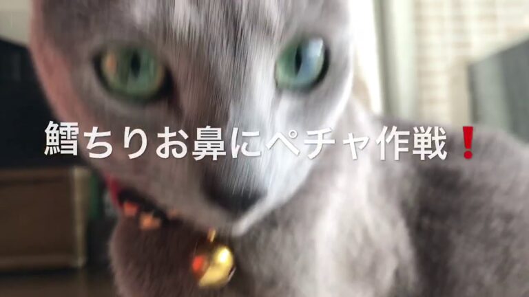 ロシアンブルーのロッチ君。鱈ちり作戦2