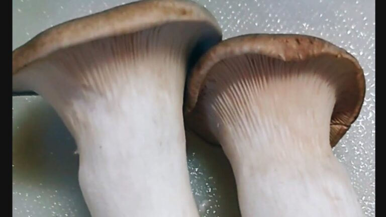 豚肉エリンギ炒めうまし。jamur babi