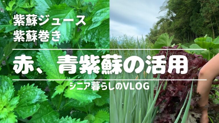【シニア暮らしのVLOG】赤紫蘇、青紫蘇の活用、しそジュース、紫蘇巻き